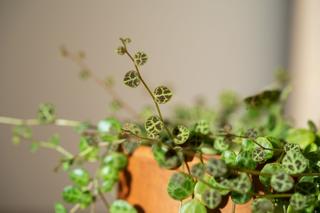Peperomia prostrata