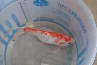 Rybka spadła z nieba