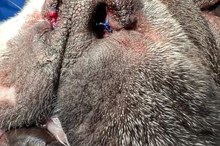 Buldog francuski poprawił sobie nos [GALERIA] 