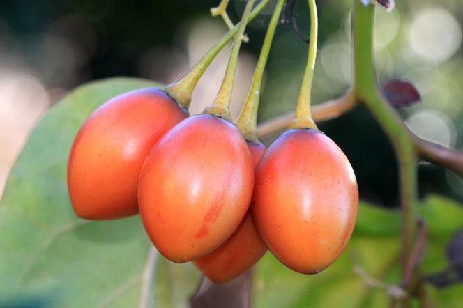 Tamarillo