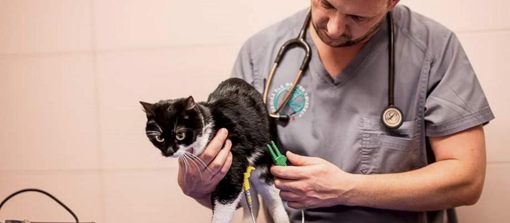 Serduszko naprawili temu kotku