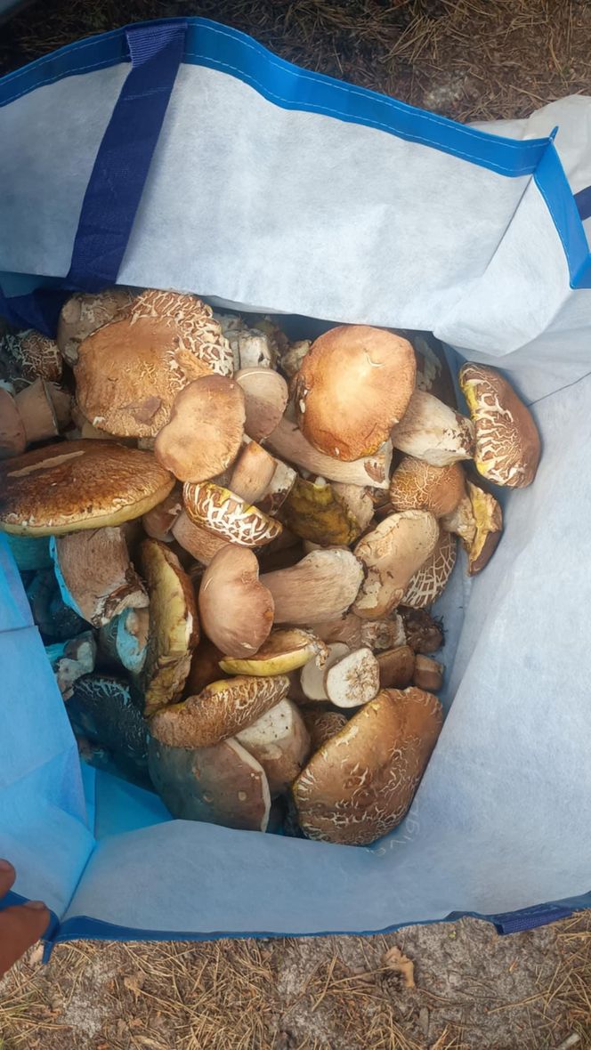 Grzyby są już w woj. lubelskim!