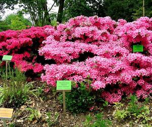 Arboretum Wojsławice - zdjęcia. Kiedy jechać?