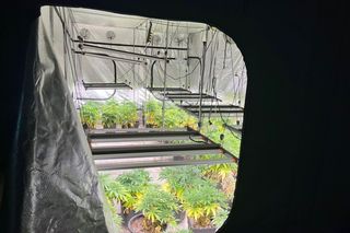Gigantyczna plantacja konopi zlikwidowana. Policja zabezpieczyła marihuanę, kokainę, broń i amunicję