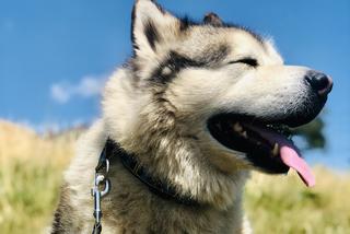 Wielichowska wyczesała psa na maksa