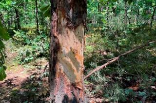  Piotr wsiadł na motocykl i zginął. Wieczny chłopiec. Szokujące okoliczności wypadku