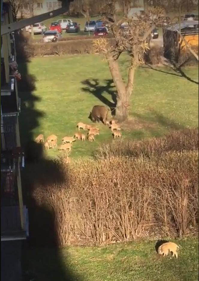 Wataha dzików w Toruniu! Zaatakowały na Rubinkowie