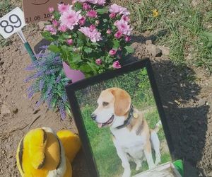 W całym woj. śląskim jest tylko jeden taki cmentarz. Miejsce, gdzie pamięć o pupilu nie umiera