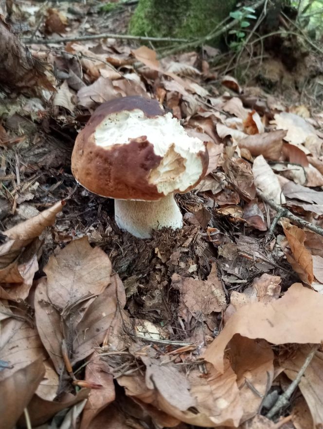 Taaaakie grzybobranie w Świetokrzyskiem. Królują borowiki szlachetne i ceglastopore