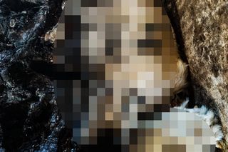 Horror koło Ostródy. Zwierzęta konały bez światła, wody i jedzenia