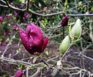 Magnolia zakwitła szybciej niż zwykle! Przyrodnicy wskazują jeden powód