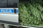 5 Policja trafiła na wielką plantację marihuany w Dobroniu niedaleko Zduńskiej Woli