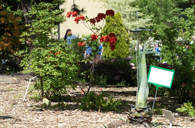 Miniarboretum powstało w Bytomiu. Miasto zaprasza uczniów i przedszkolaków