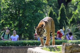 Kontrowersyjny apel zoo. Domowe zwierzęta na pokarm dla drapieżników