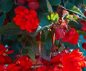 Begonia bulwiasta