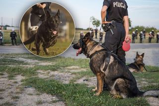 Policyjny pies zmarł w męczarniach, drugi omal nie ugotował się na śmierć! Policja odpowiada na zarzuty