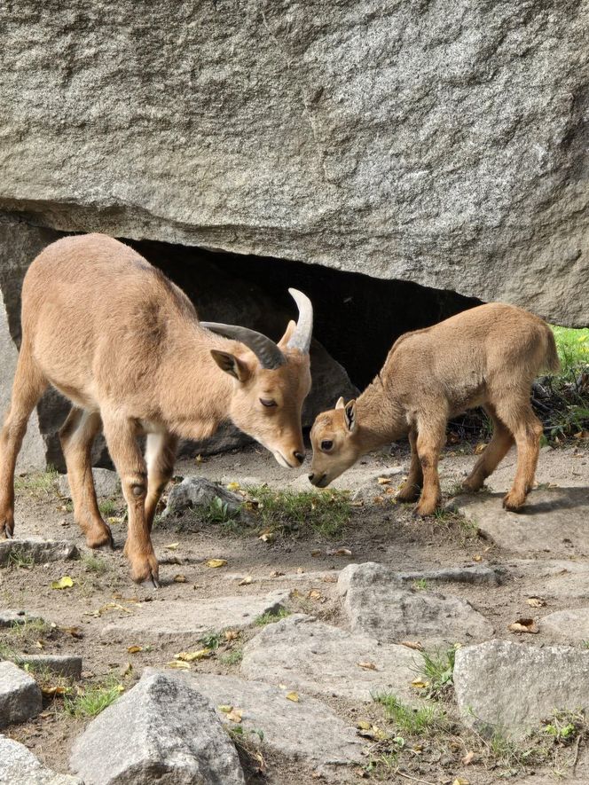 Niezwykły maluch urodził się w Śląskim Zoo. Jego gatunek w naturze jest na skraju wyginięcia