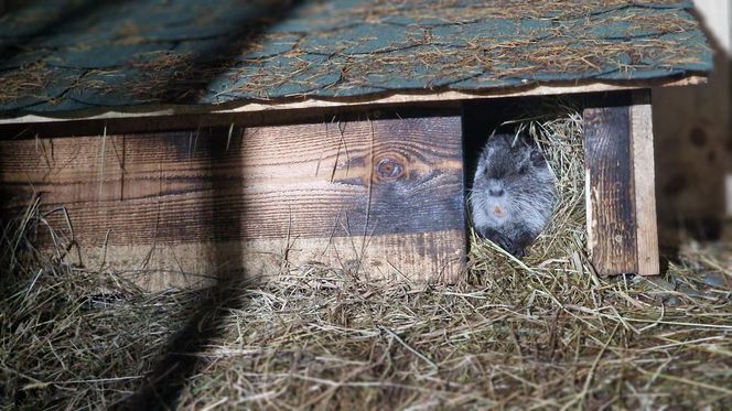 Nutrie w Nutrowisku potrzebują pomocy