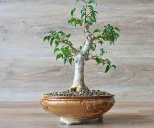 Bonsai Ficus benjamina