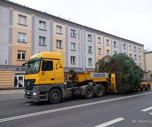 12-metrowa choinka przyjechała na Rynek Kościuszki w Białymstoku