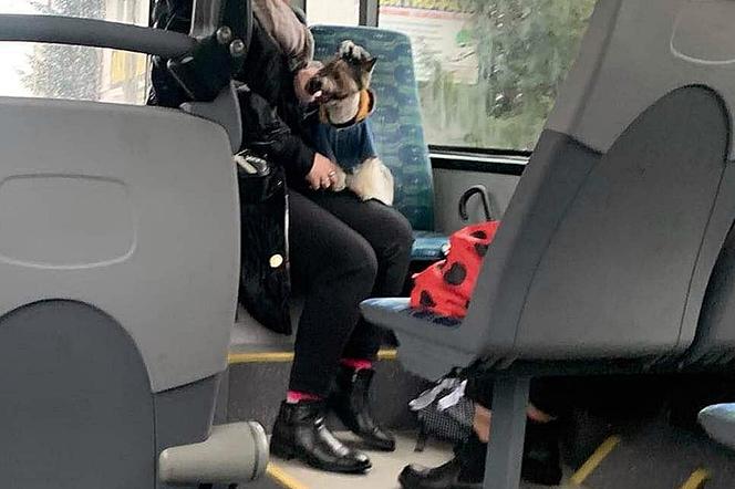 Jak przewozić psa w autobusie i tramwaju