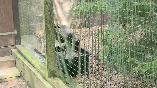 Zaglądamy do mieszkańców bydgoskiego ZOO. Kto mieszka w sercu Myślęcinka?