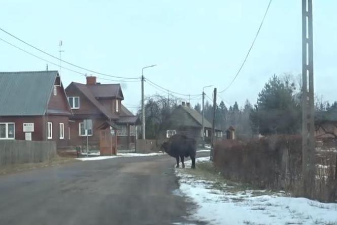 żubr na przystanku