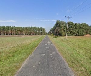 Żółw na drodze niedaleko Wschowy. Policja szuka właściciela