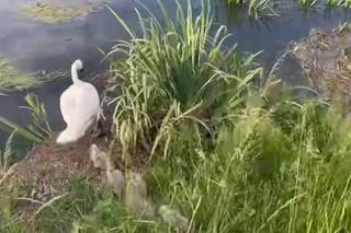 Policjanci z Piekar Śląskich pomogli łabędziej rodzinie