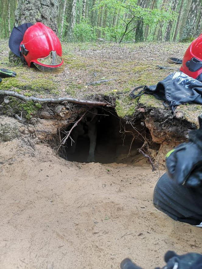 Nietypowa akcja strażaków z Kościana. Pomogli psu, który ugrzązł w norze w lesie