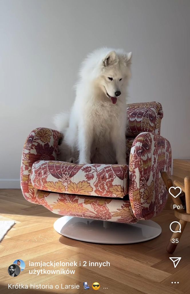 Te psy skradły serca gwiazd! Niektóre wyglądają jak z bajk