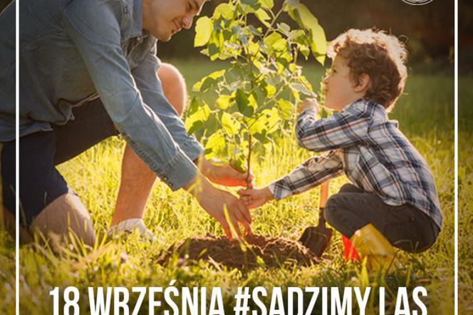 # SadziMY 2020. Nadleśnictwo “Zaporowo” zaprasza do ogólnopolskiej akcji sadzenia drzew