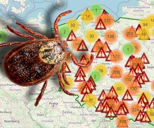 Kleszcze w Polsce. Inwazja pasożytów rozpoczęta