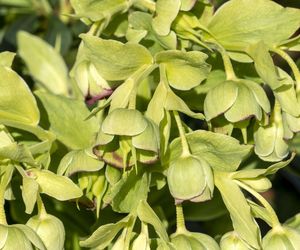 Ciemiernik cuchnący