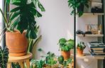 Monstera dziurawa (monstera deliciosa)