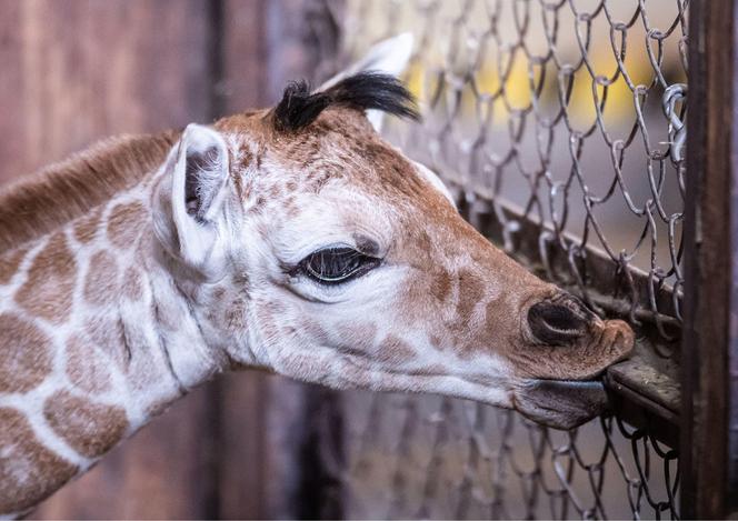 Mała żyrafa w zoo we Wrocławiu. Zobacz, jak poradziła sobie na swojej pierwszej sesji. Prawdziwy słodziak! 