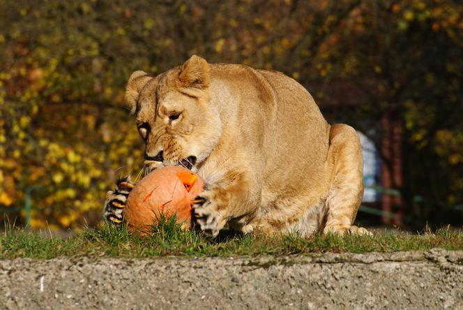 Halloween w łódzkim zoo