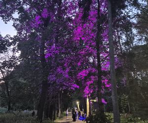 Olsztyn zamienił się w magiczną krainę. Park Świateł przyciągnął tłumy!