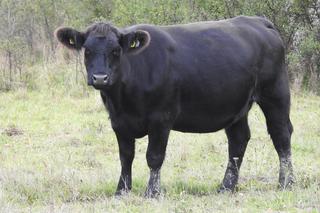 Niemiecka krowa wykopała pocisk na pastwisku