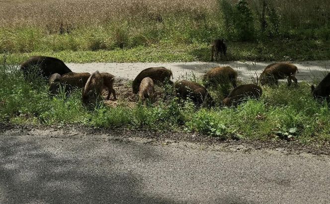Dziki na trasie pod Olsztynem