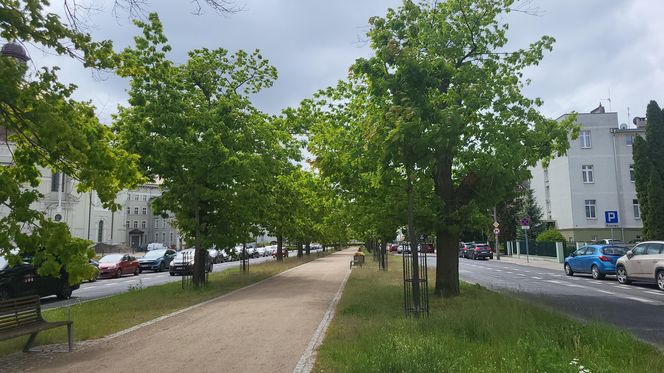 Aleja Dębowa w Bydgoszczy, czyli żywa historia wśród zieleni