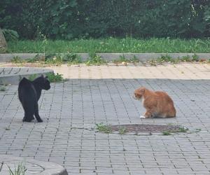 Garfield szybko zdobył należne mu miejsce w komendzie Straży Miejskiej w Świdniku