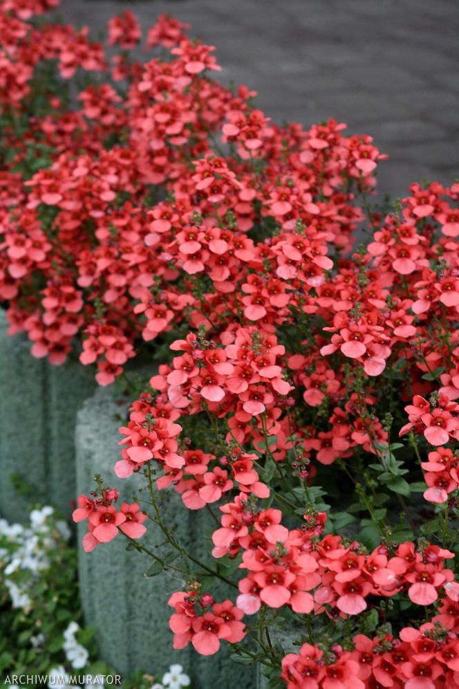 Czerwone kwiaty do ogrodu: diaskia