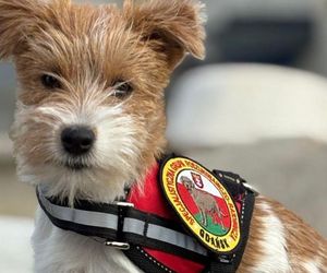 Nowy członek w Grupie Poszukiwawczo-Ratowniczej OSP Gdańsk! Do zespołu dołączyła Lea 