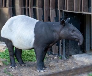 Tapir Willy nowym mieszkańcem Orientarium w Łodzi