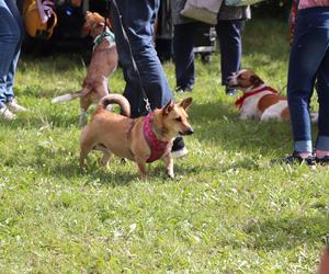 IX Piknik Przyjaciół Schroniska w Toruniu