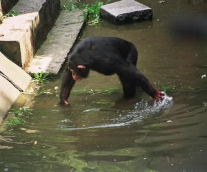 Powódź tysiąclecia we Wrocławiu. Zobacz, jak ratowano zoo przed wielką wodą 