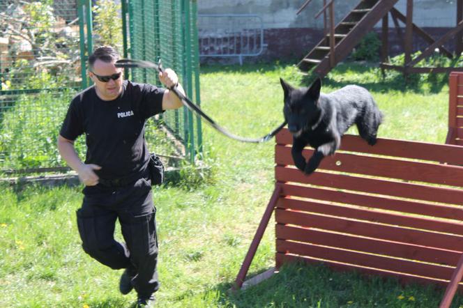 Dwa nowe psy w szczecińskiej policji