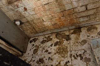 Tragedia kilkudziesięciu kotów w Wielkopolsce