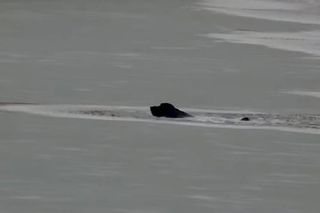 Pod psem załamał się lód. Na pomoc ruszył strażak, on też wpadł do wody